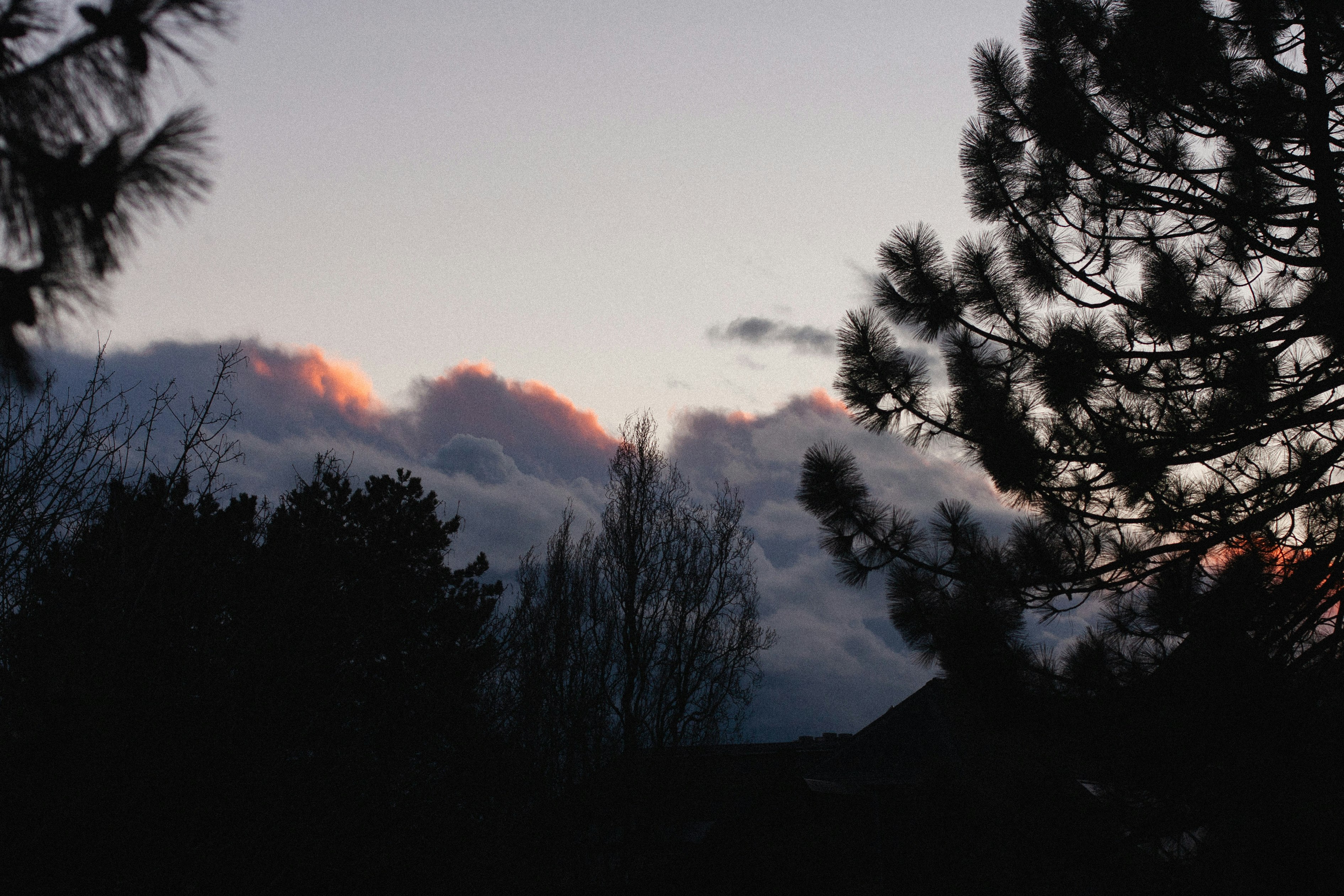 silhouette of trees during sunset